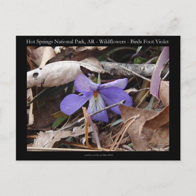 Postal Parque nacional Hot Springs, AR Wild Violets Gifts (Anverso)