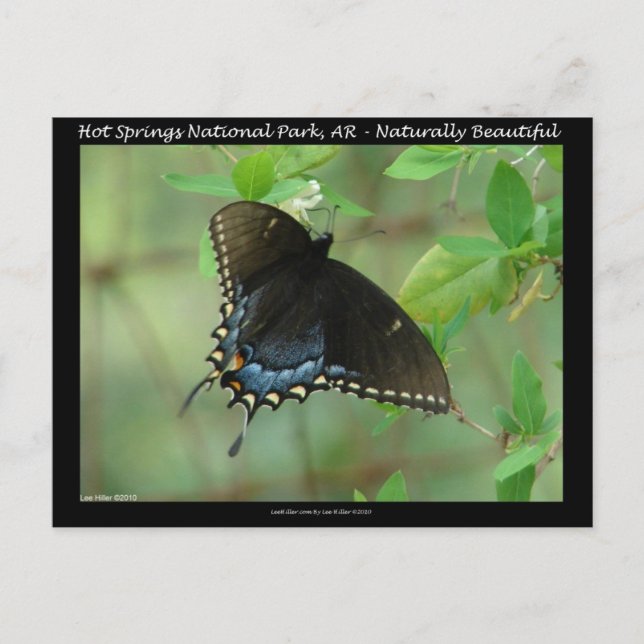 Postal Parque nacional Hot Springs Swallowtail Butterfly (Anverso)
