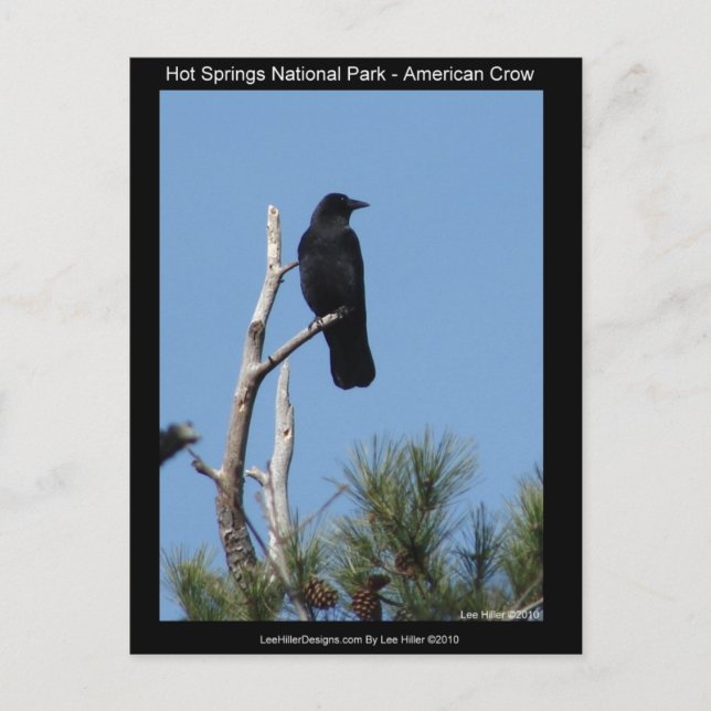 Postal Parque nacional Hots Springs, AR - American Crow (Anverso)
