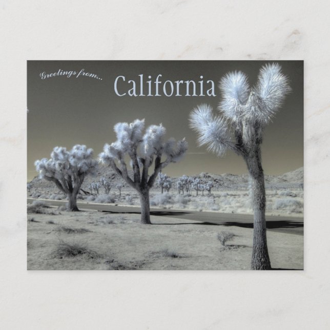 Postal Parque nacional Joshua Tree California (Anverso)