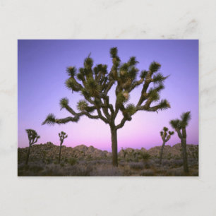 POSTAL PARQUE NACIONAL JOSHUA TREE, CALIFORNIA. EE. UU.