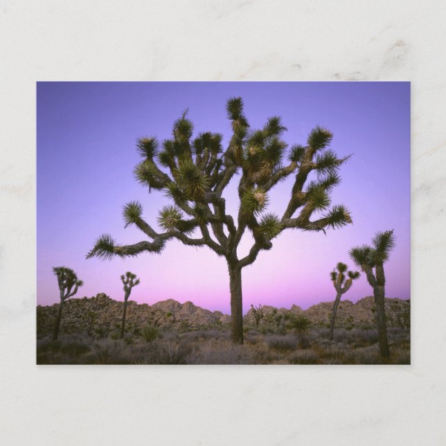 POSTAL PARQUE NACIONAL JOSHUA TREE, CALIFORNIA. EE. UU. (Anverso)