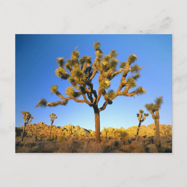 Postal Parque Nacional Joshua Tree, California. EE. UU. (Anverso)