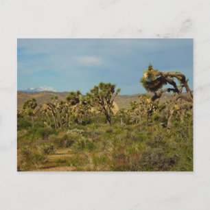 Postal Parque Nacional Joshua Tree Paisaje Desértico