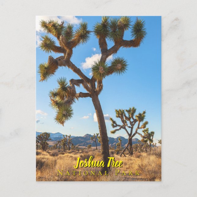 Postal Parque Nacional Joshua Trees (Anverso)