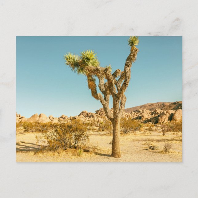Postal Parque nacional Joshua Trees (Anverso)