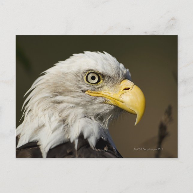 Postal Parque nacional Katmai, Alaska (Anverso)