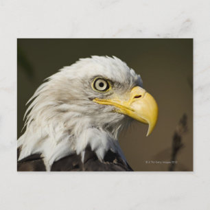 Postal Parque nacional Katmai, Alaska