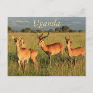 Postal Parque nacional Kob Queen Elizabeth de Uganda