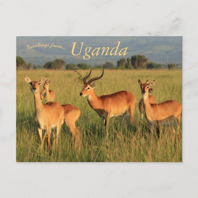 Postal Parque nacional Kob Queen Elizabeth de Uganda (Anverso)