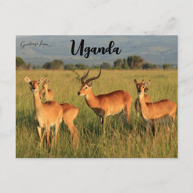 Postal Parque nacional Kob Queen Elizabeth de Uganda (Anverso)