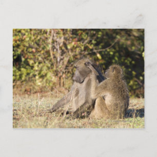 Postal Parque nacional Kruger, Sudáfrica