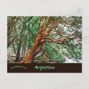 Postal Parque Nacional Los Alerces Chubut Argentina