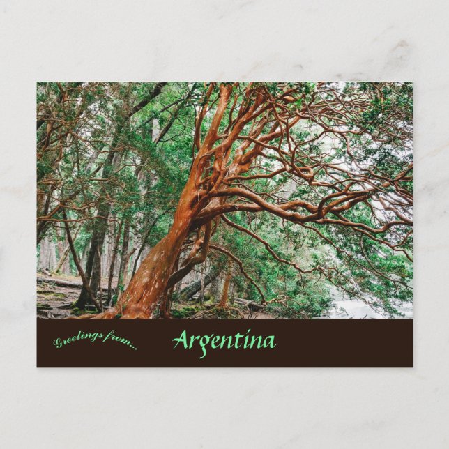 Postal Parque Nacional Los Alerces Chubut Argentina (Anverso)