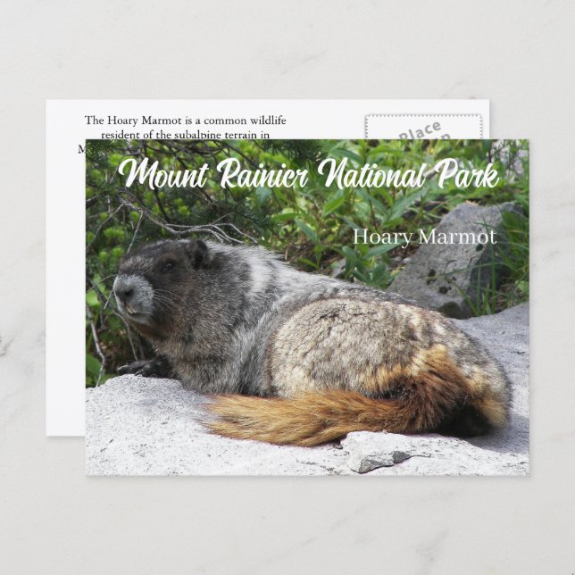 Postal Parque nacional Monte Rainier Foto de Marmota Hoar (Anverso / Reverso)