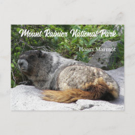 Postal Parque nacional Monte Rainier Foto de Marmota Hoar