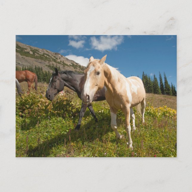 Postal Parque Nacional North Cascades (Anverso)