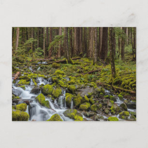 Postal Parque Nacional Olímpico, Estado de Washington