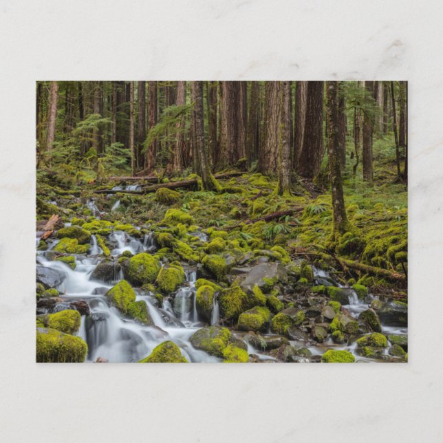 Postal Parque Nacional Olímpico, Estado de Washington (Anverso)