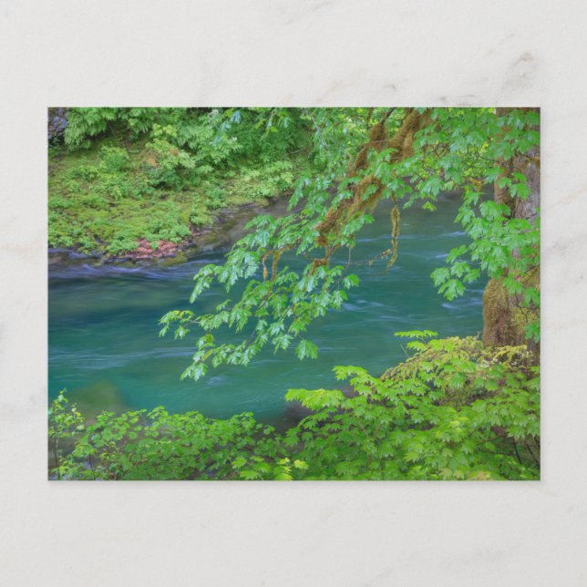 Postal Parque nacional olímpico Estado de Washington (Anverso)