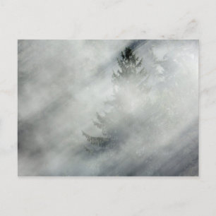 Postal Parque nacional Olímpico   Valle del río Hoh