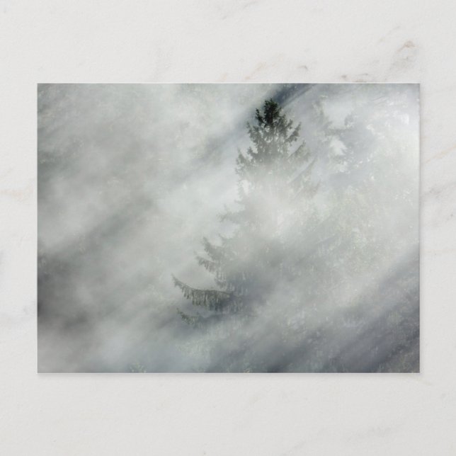 Postal Parque nacional Olímpico | Valle del río Hoh (Anverso)