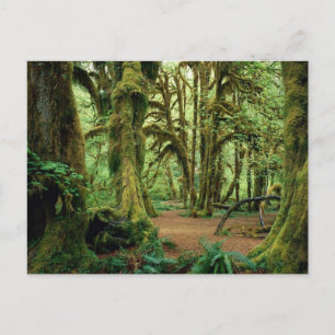 Postal Parque nacional olímpico, WA 2