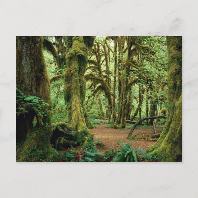 Postal Parque nacional olímpico, WA 2 (Anverso)