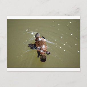 POSTAL PARQUE NACIONAL PLATYPUS EUNGELLA AUSTRALIA