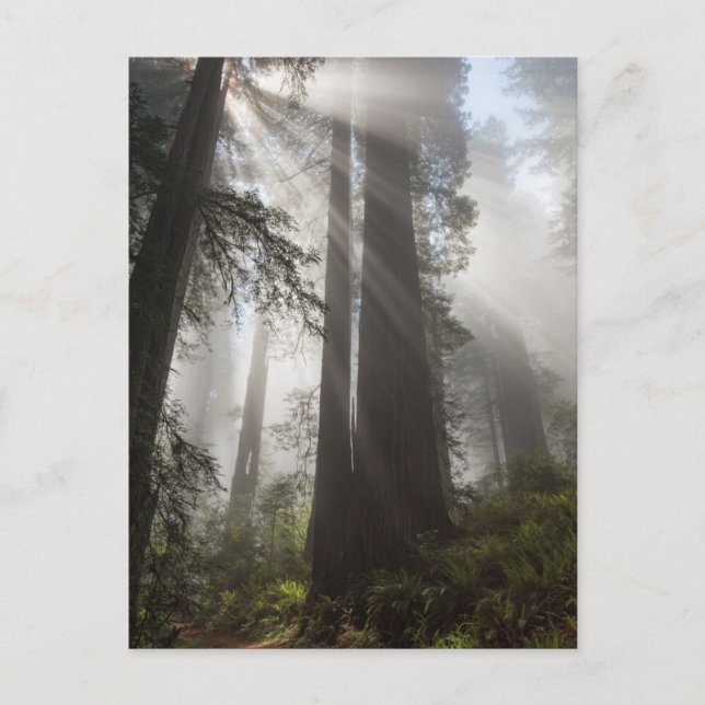 Postal Parque nacional Redwood California (Anverso)