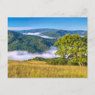 Postal Parque Nacional Redwood, California