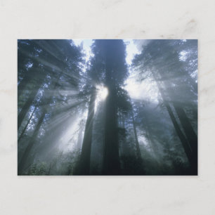 Postal Parque Nacional Redwood, Condado de Del Norte, bru