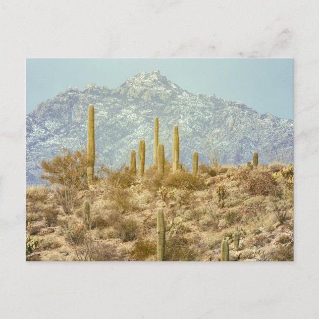 Postal Parque nacional Saguaro con montaña (Anverso)