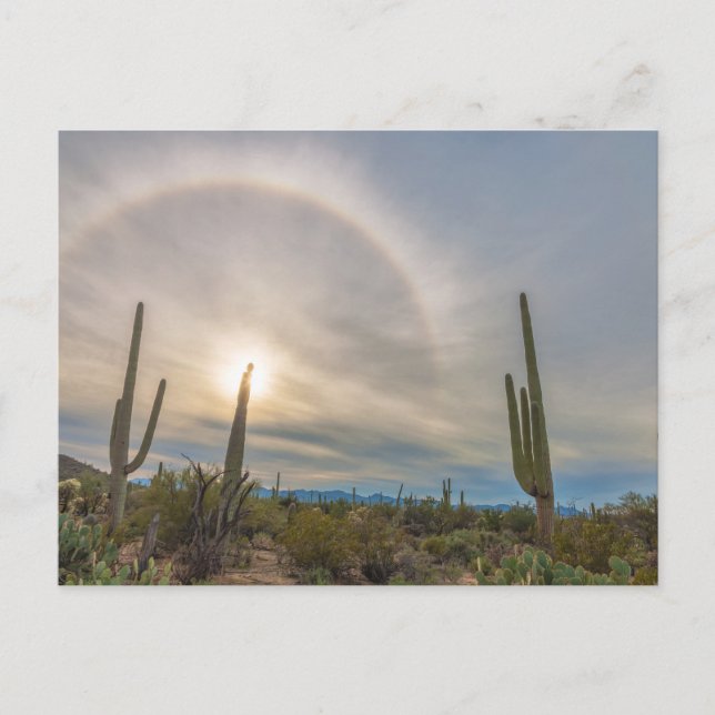 Postal Parque nacional Saguaro con Sun Halo (Anverso)