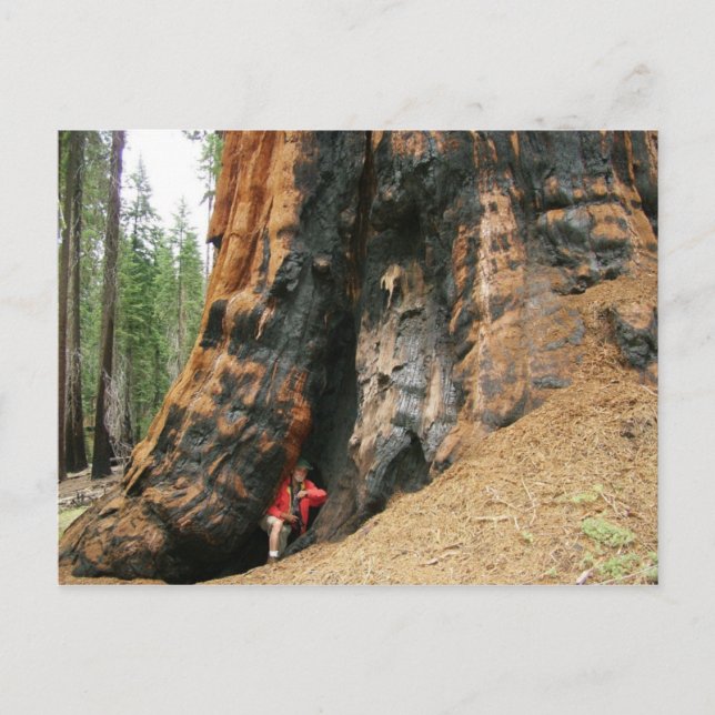 Postal Parque nacional Sequoia (Anverso)
