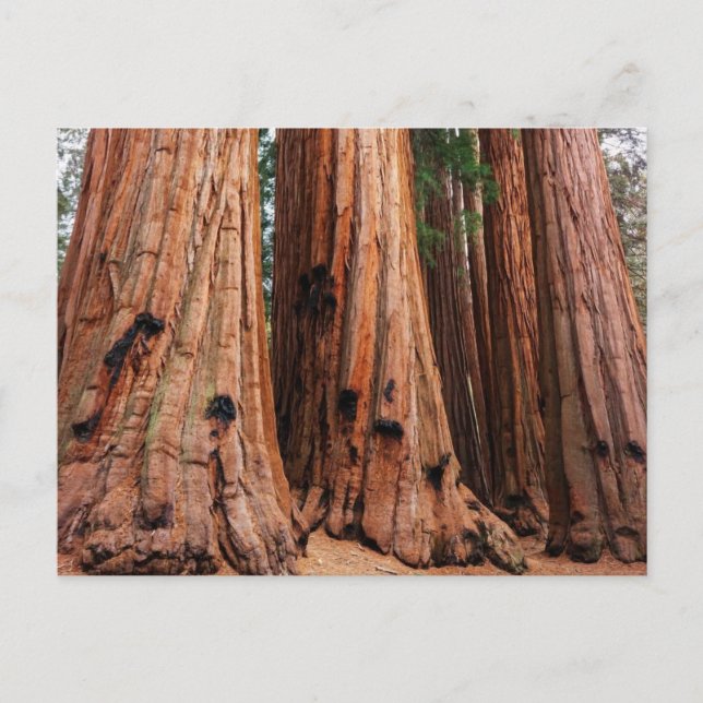 Postal Parque nacional Sequoia (Anverso)
