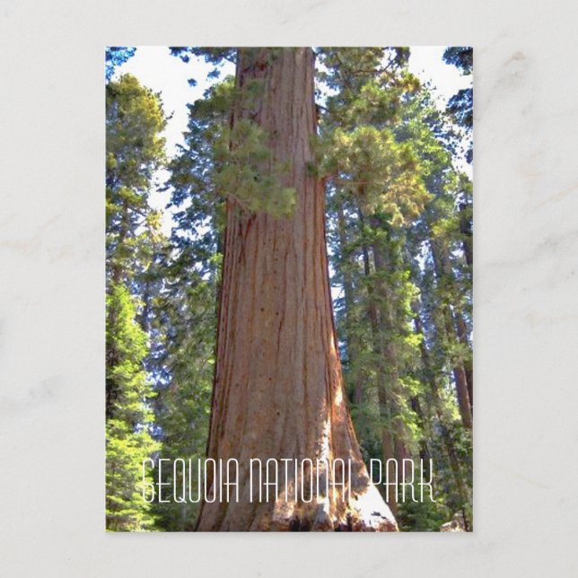 Postal Parque nacional Sequoia (Anverso)