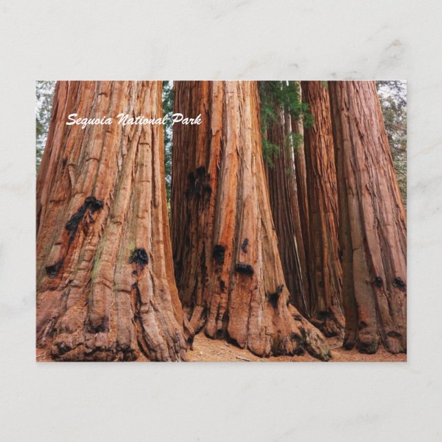 Postal Parque nacional Sequoia (Anverso)
