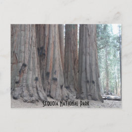Postal Parque nacional Sequoia