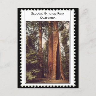 Postal Parque nacional Sequoia California
