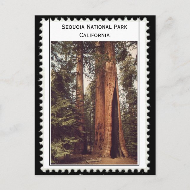 Postal Parque nacional Sequoia California (Anverso)