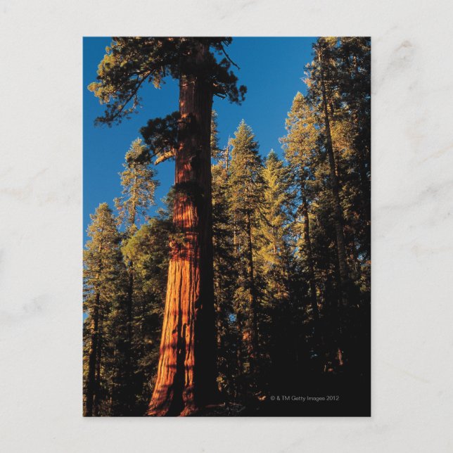Postal Parque nacional Sequoia, California 2 (Anverso)