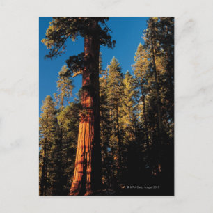 Postal Parque nacional Sequoia, California 2