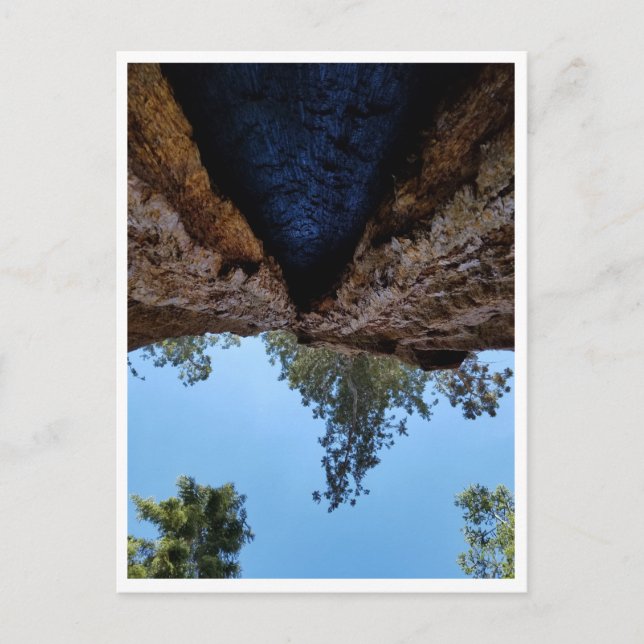 Postal Parque nacional Sequoia: Días de perros (Anverso)