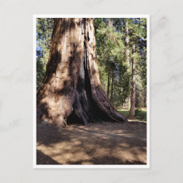 Postal Parque nacional Sequoia: Días de perros