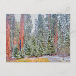 Postal Parque Nacional Sequoia en Invierno