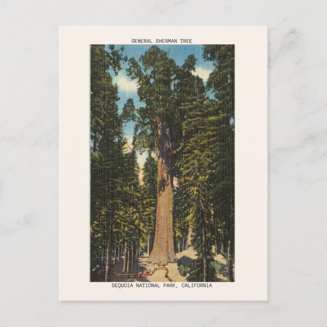 Postal Parque nacional Sequoia Parque general Sherman Tre (Anverso)