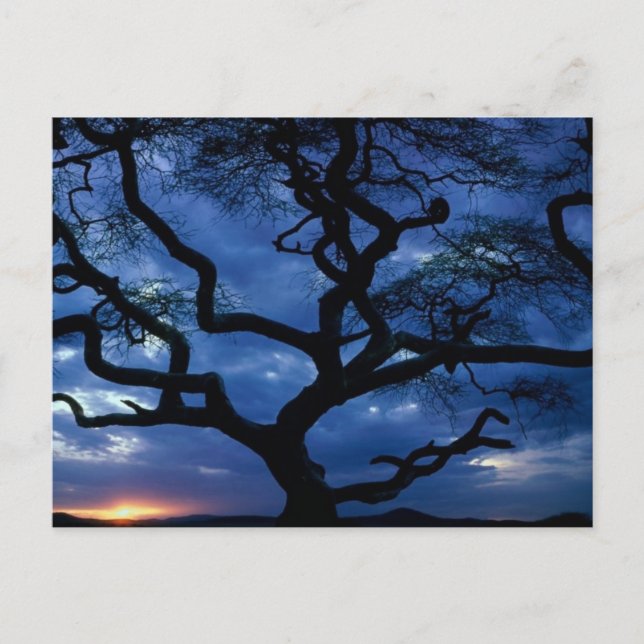 Postal Parque nacional Serengeti, Tanzania (Anverso)