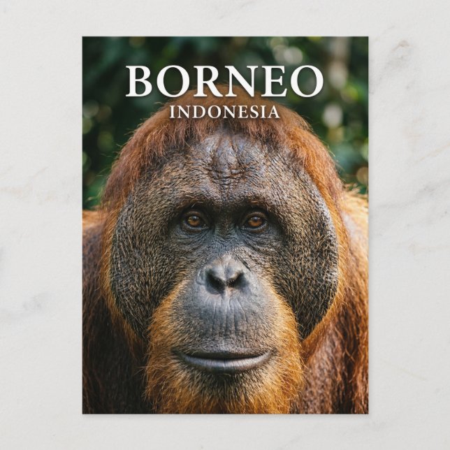 Postal Parque Nacional Tanjung Puting Indonesia (Anverso)