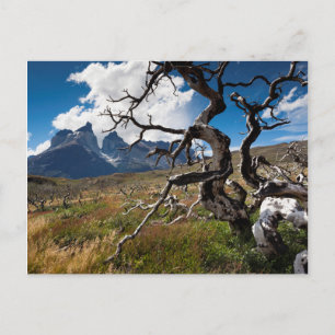 Postal Parque nacional Torres del Paine, árboles dañados 